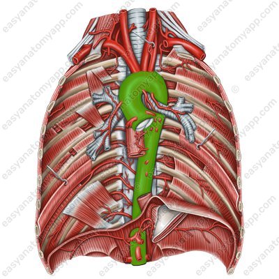 Elastic type arteries – aorta
